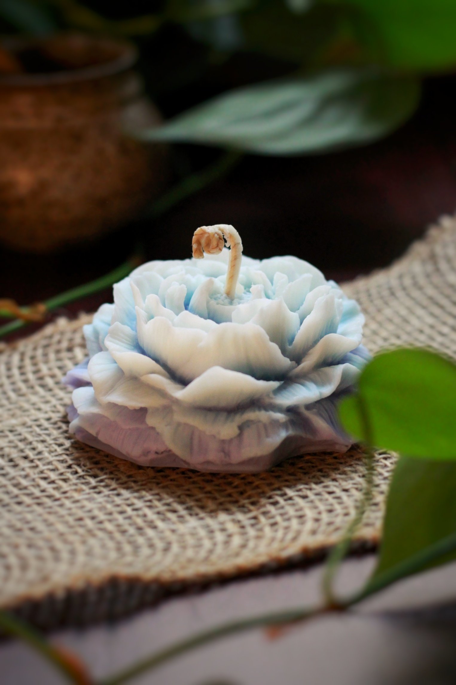 Rose des Sens à la Violette